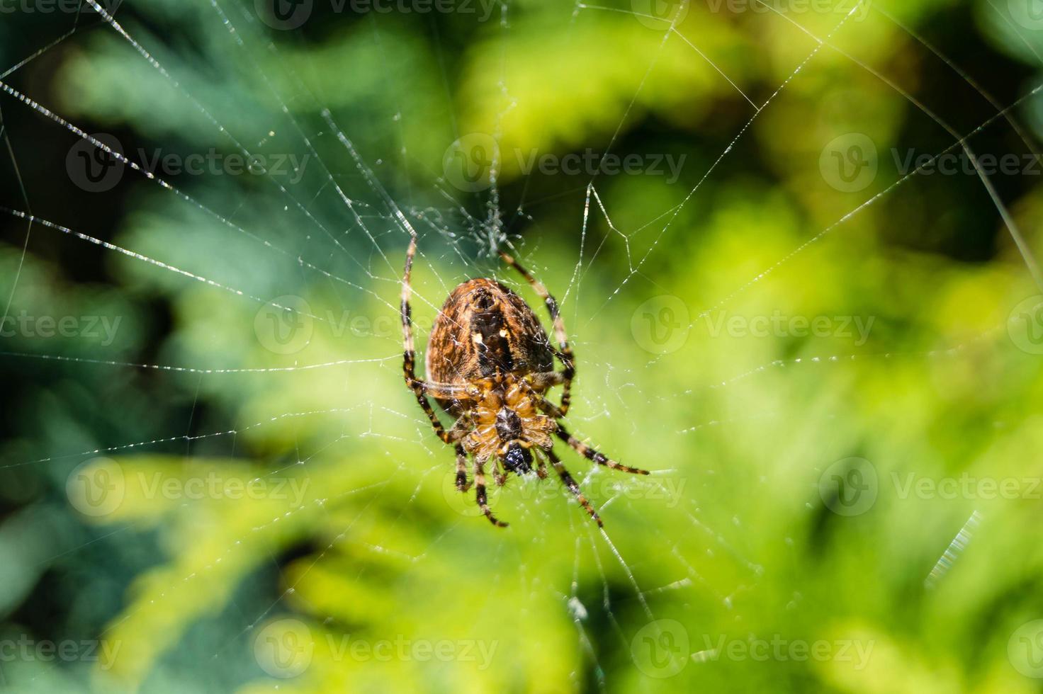 Spider in the web photo