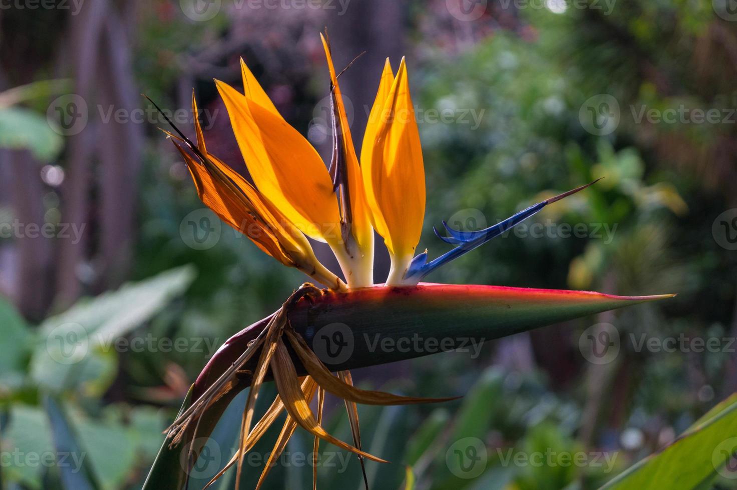 Strelitzia the paradise bird flower photo