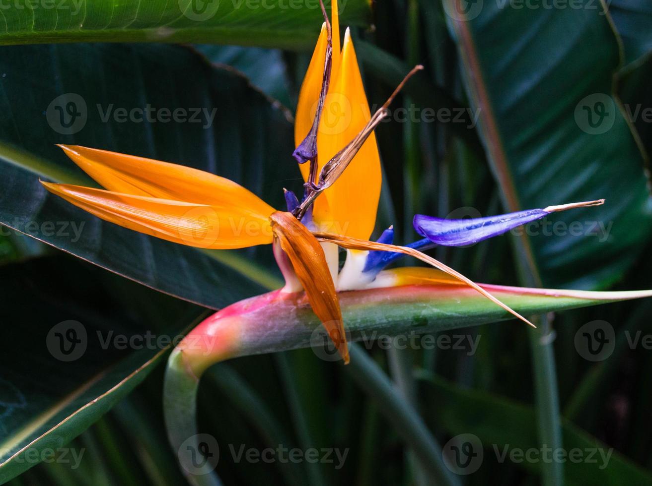 strelitzia la flor del pájaro del paraíso foto