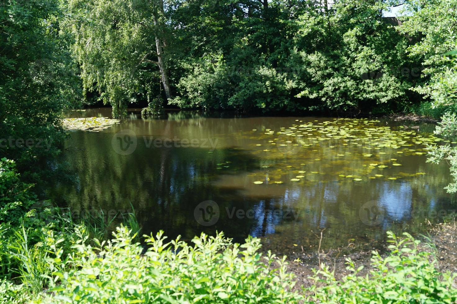 The bog of Ruebke nature reserve photo