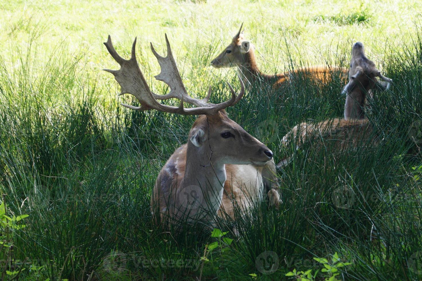 Deer and bucks in the grass photo