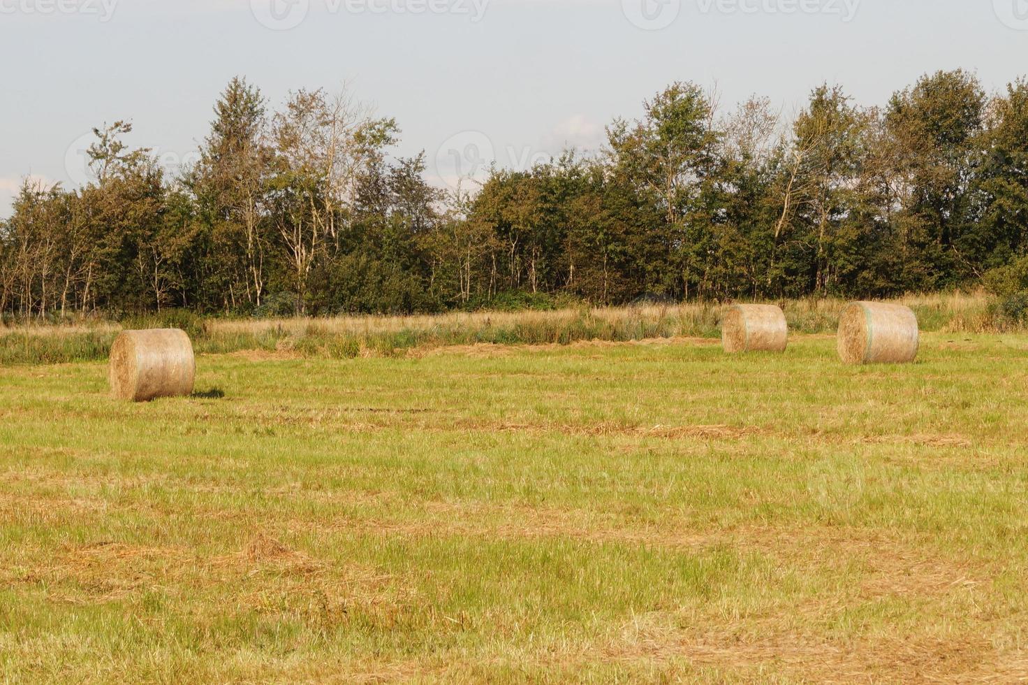 The bog of Ruebke nature reserve photo