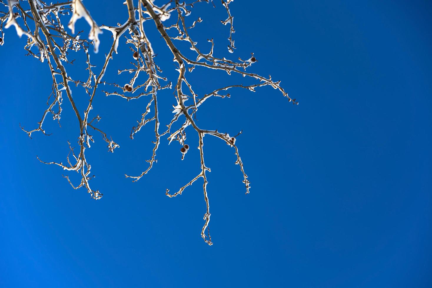 Snowy Tree on Blue Sky with Copy Space photo