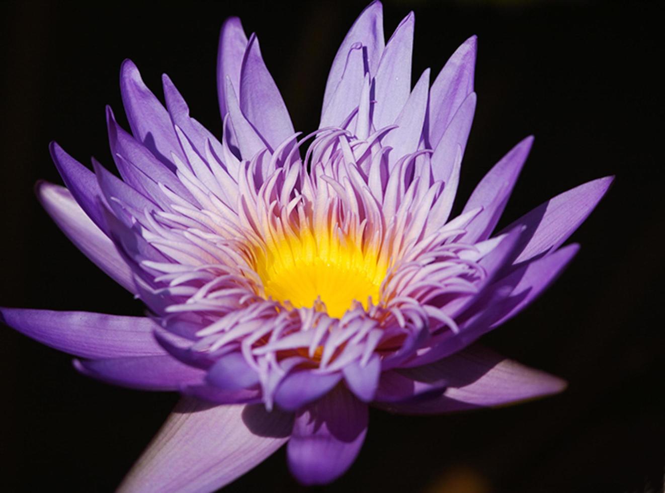 Closeup of water lily in a pond in central park new york photo