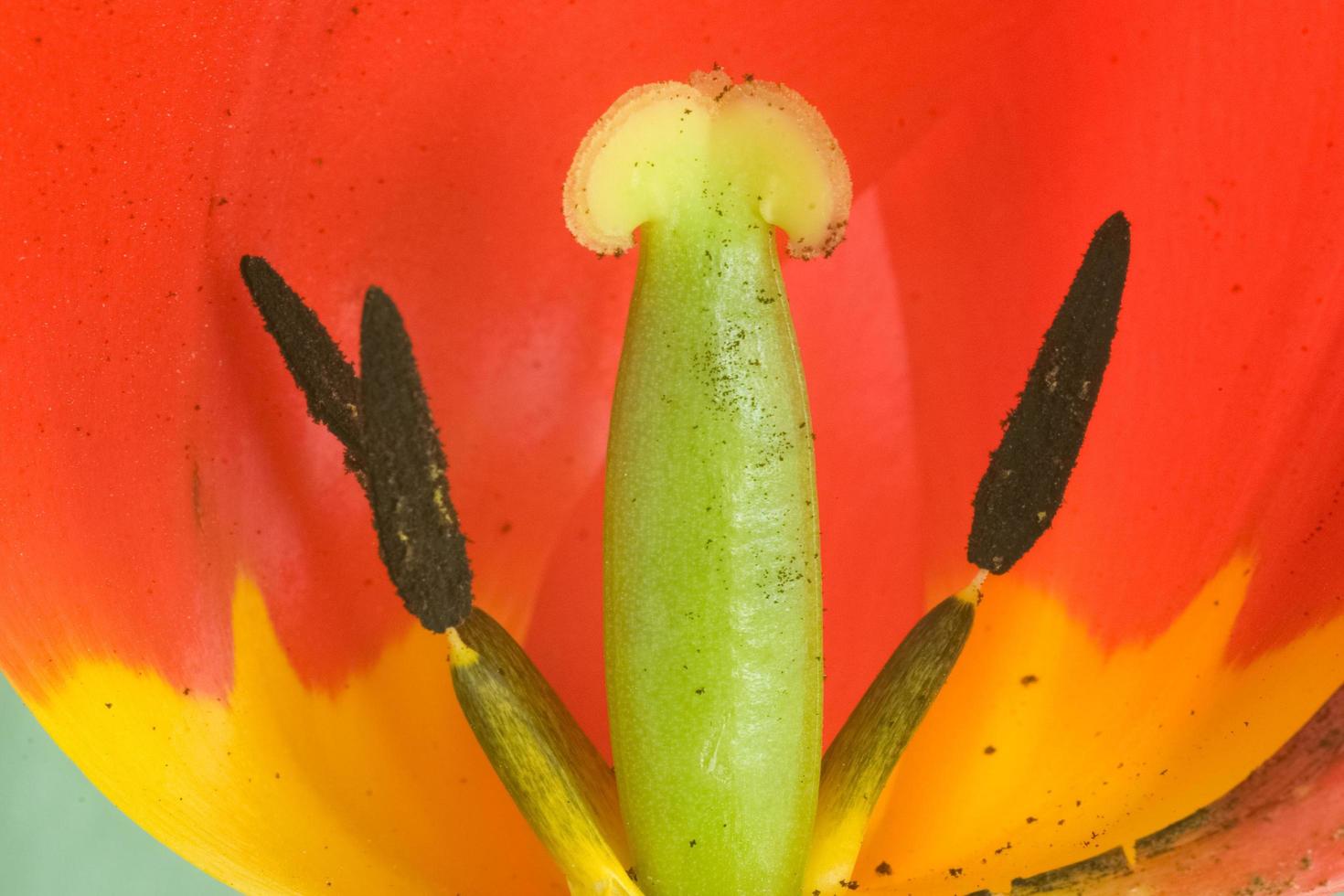 Macro of a stamen and pistils photo