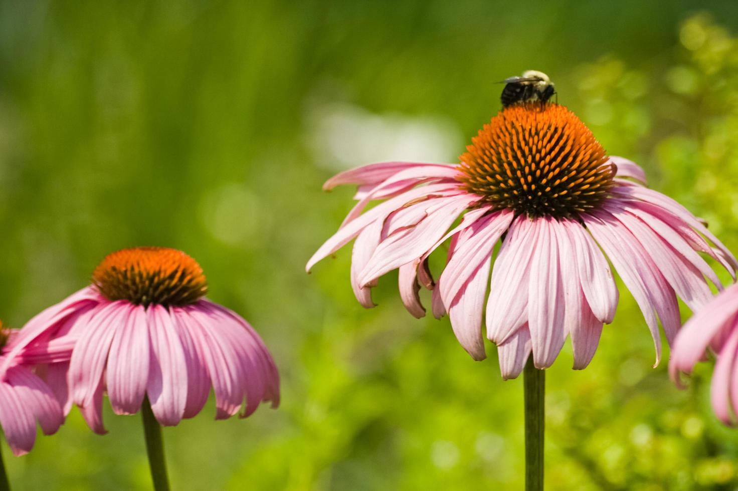 Bee on Flower photo