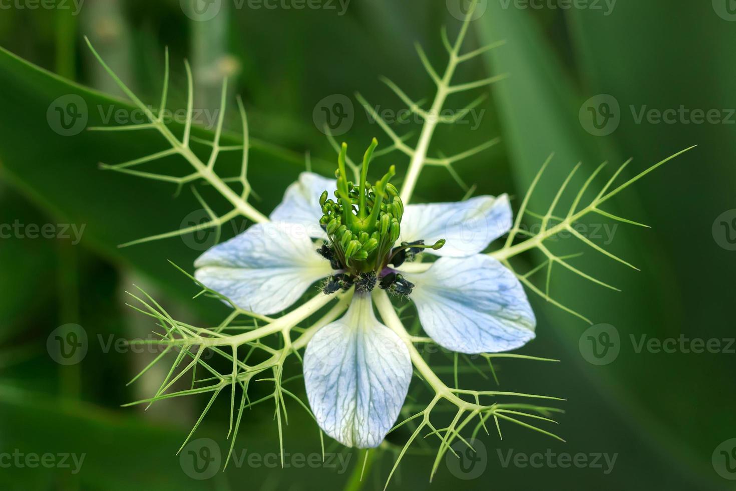 nigella damascena flores azules en el jardín foto