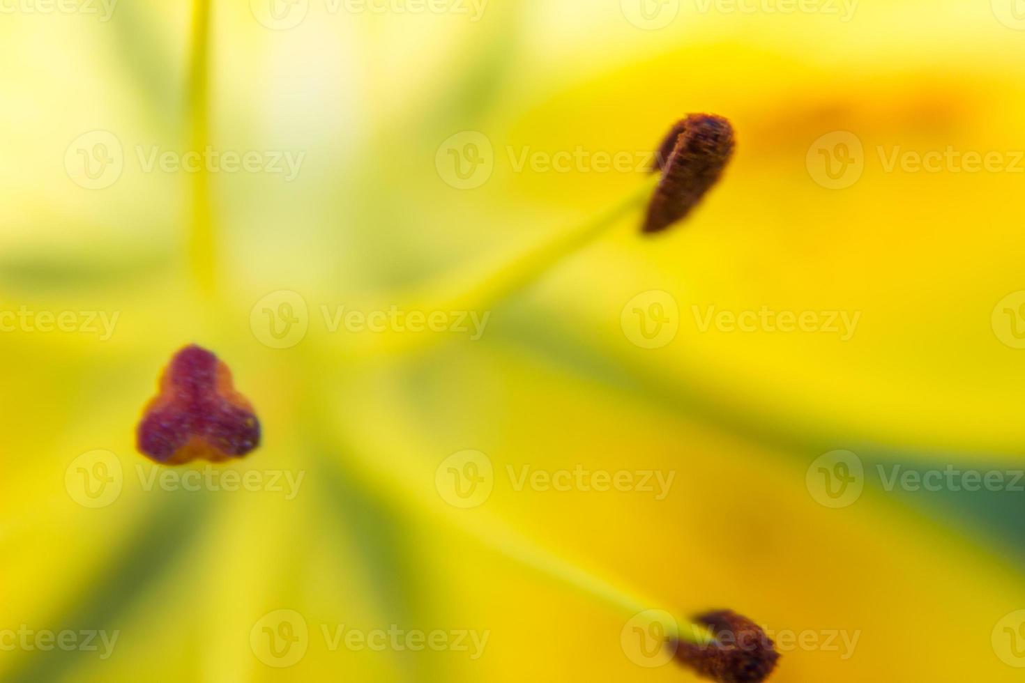 textura abstracta de lirio amarillo. fotografía macro con desenfoque foto