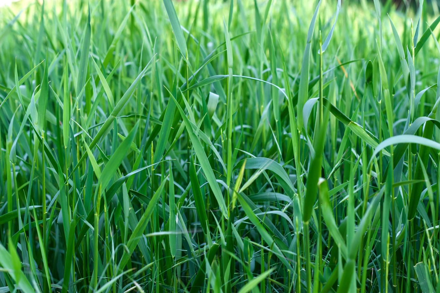 hierba verde sobre fondo verde foto