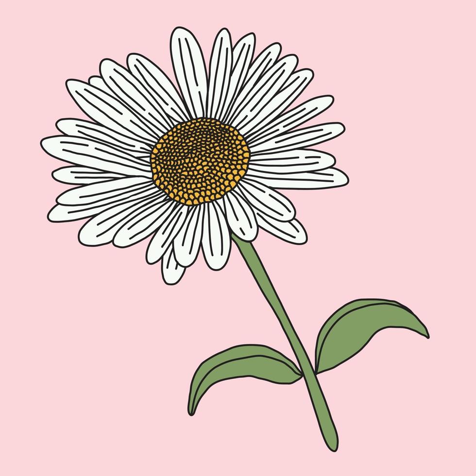 Doodle freehand sketch drawing of flower. vector