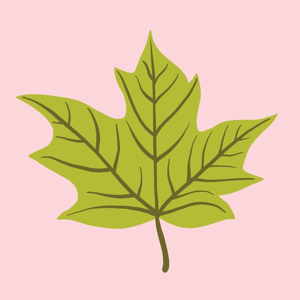 Simplicity maple leaf freehand drawing flat design. vector