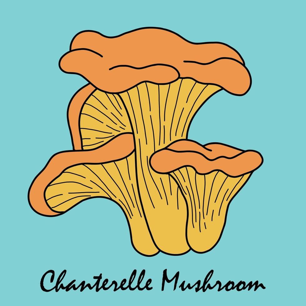 Doodle freehand sketch drawing of chanterelle mushroom vegetable. vector