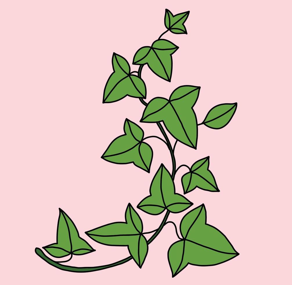 Simplicity ivy freehand drawing flat design. vector