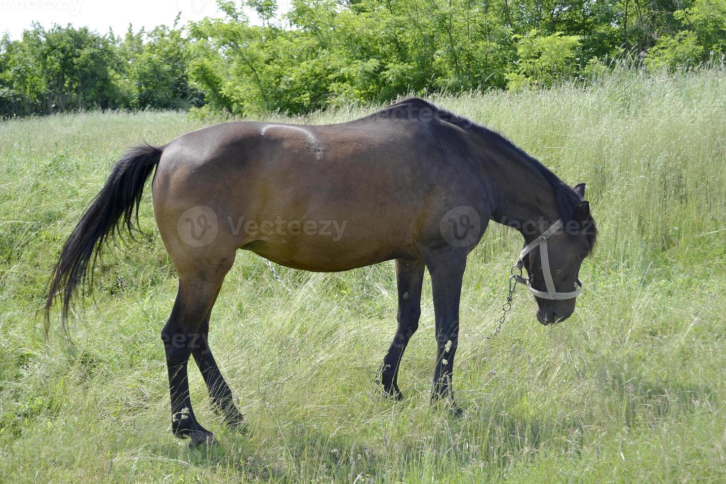 Beautiful wild brown horse stallion on summer flower meadow photo