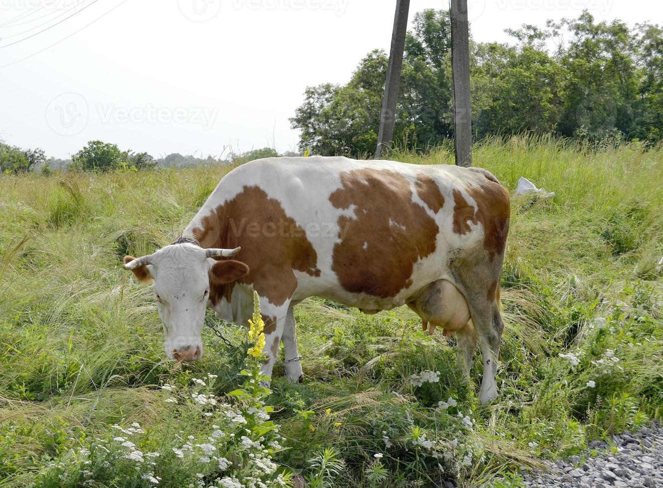 Cow on green meadow photo