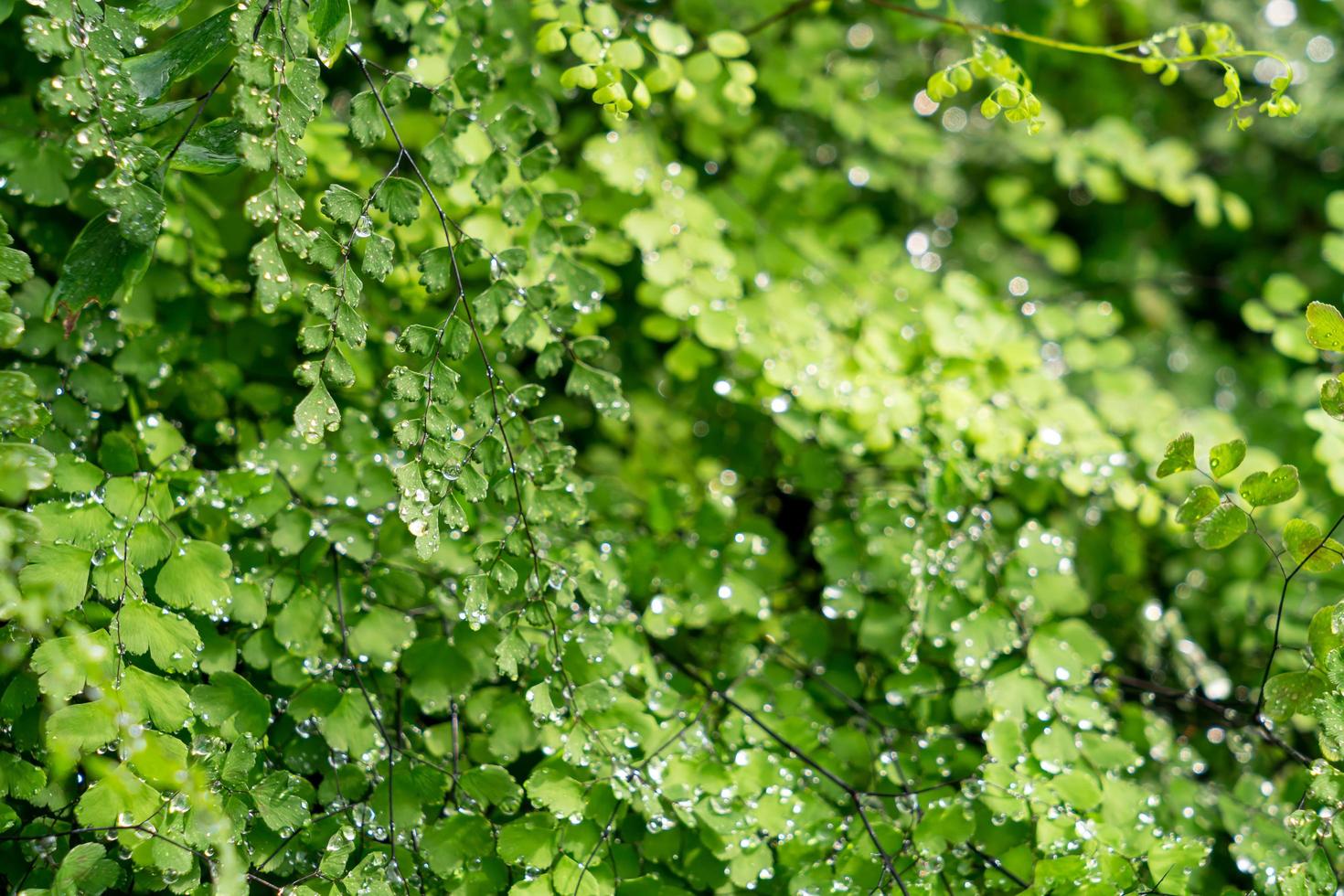 Green leaf with drops of water photo