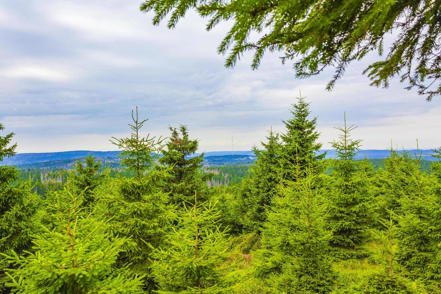 Forest panorama fir trees at Brocken mountain peak Harz Germany photo