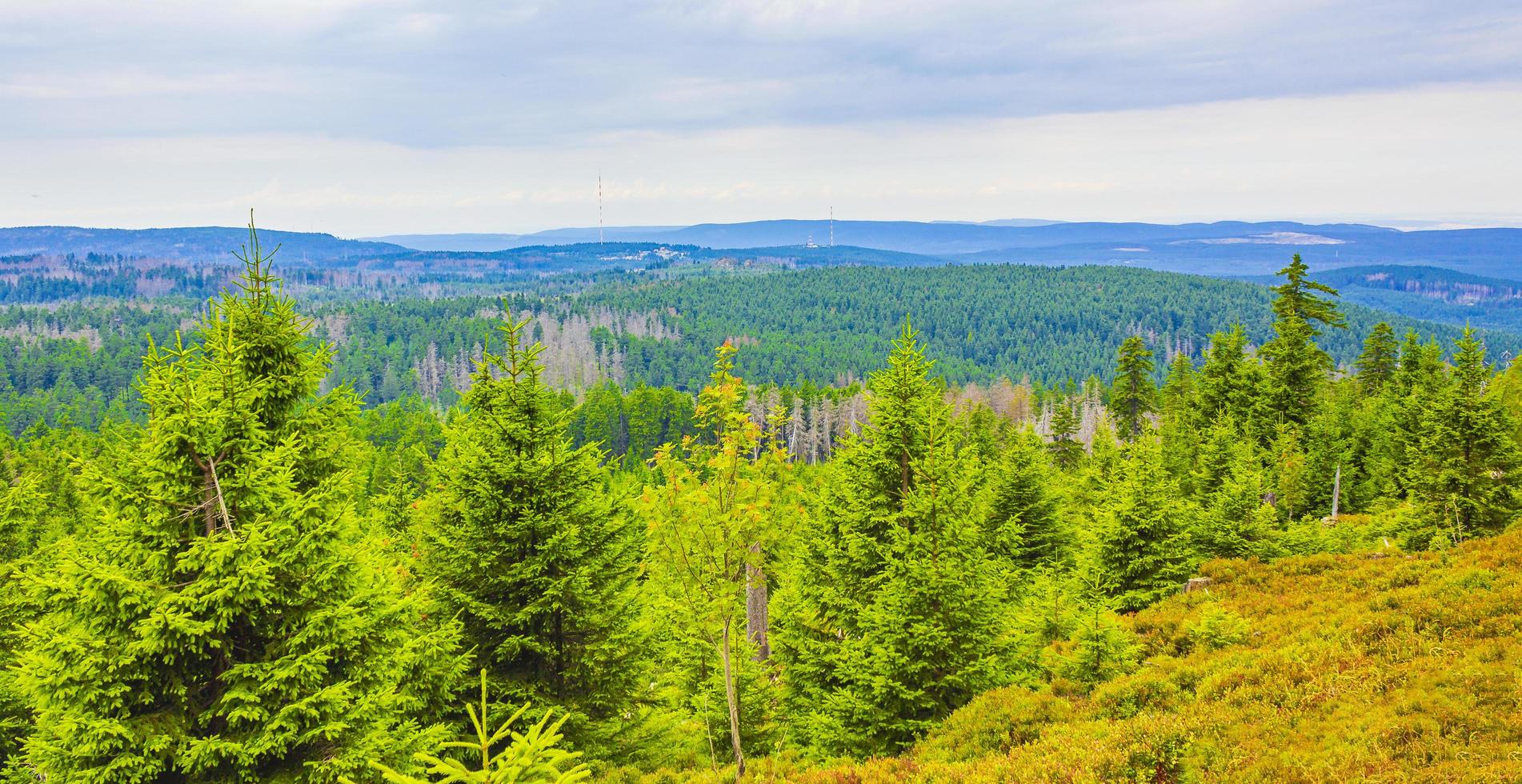 Abetos muertos del bosque en el pico de la montaña brocken harz alemania foto