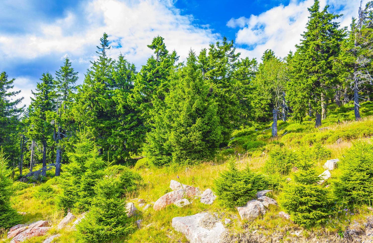 Forest with fir trees at Brocken mountain peak Harz Germany photo