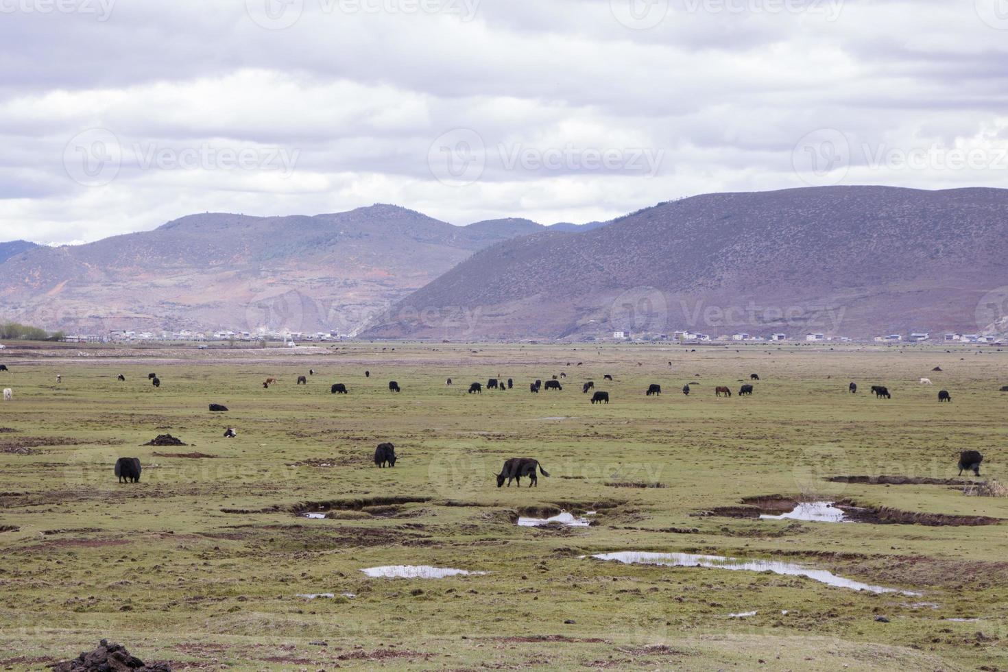 Wild yak mountain cloudy weather, Shangri La, Yunnan Province, China photo