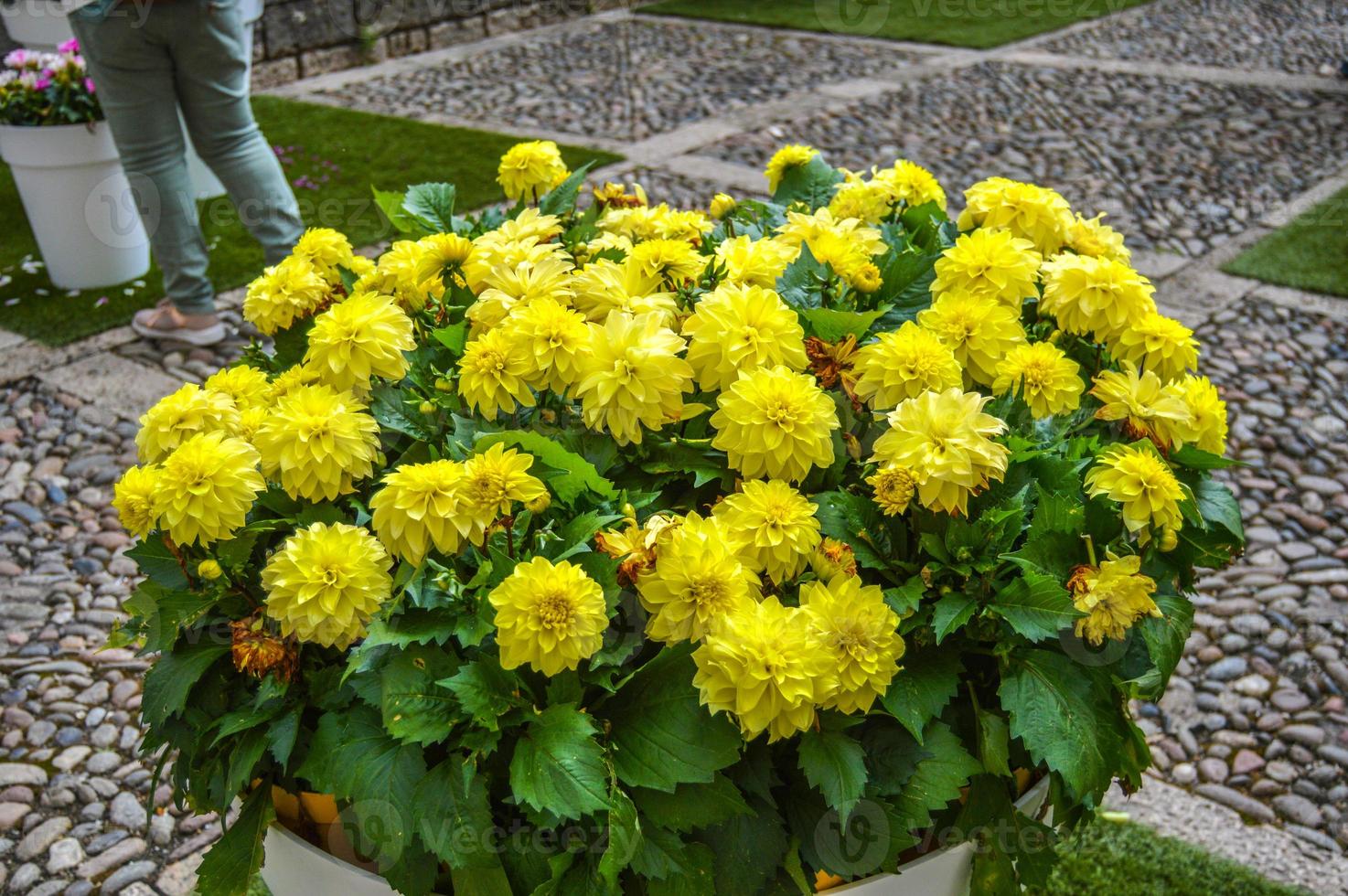 Flower Festival in Girona Temps de Flors, Spain. 2018 photo