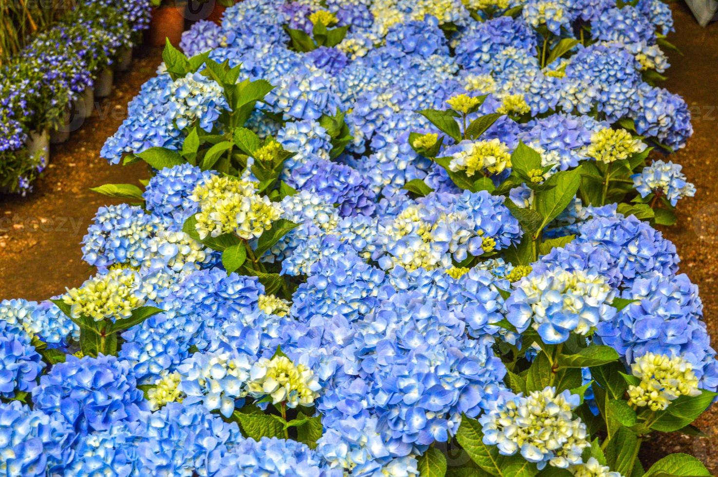 Flower Festival in Girona Temps de Flors, Spain. 2018 photo