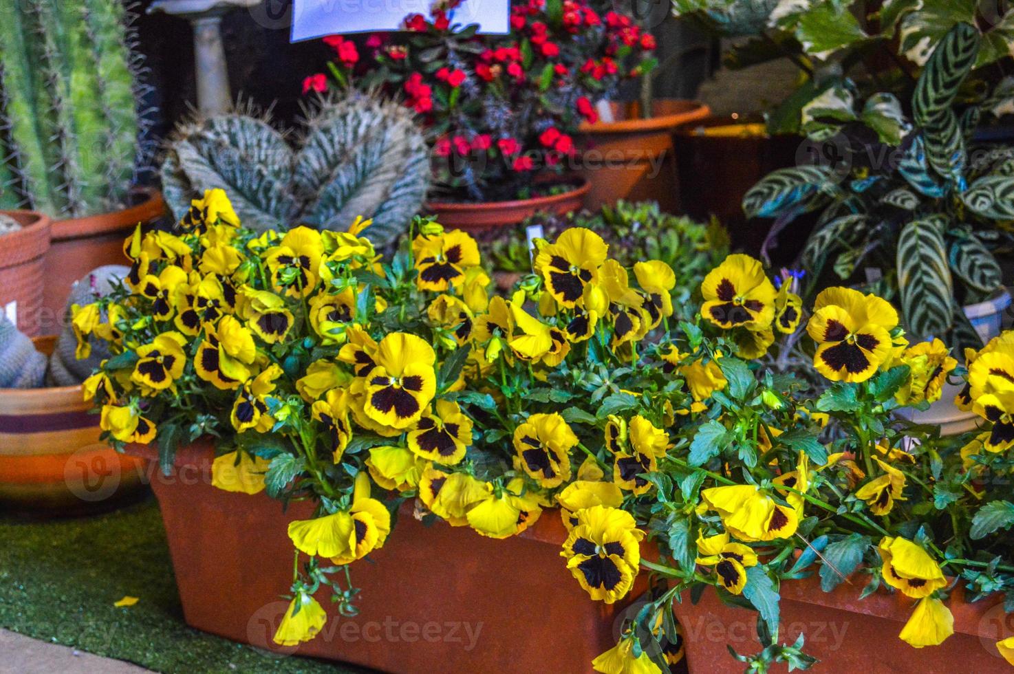 Flower Festival in Girona Temps de Flors, Spain. 2018 photo