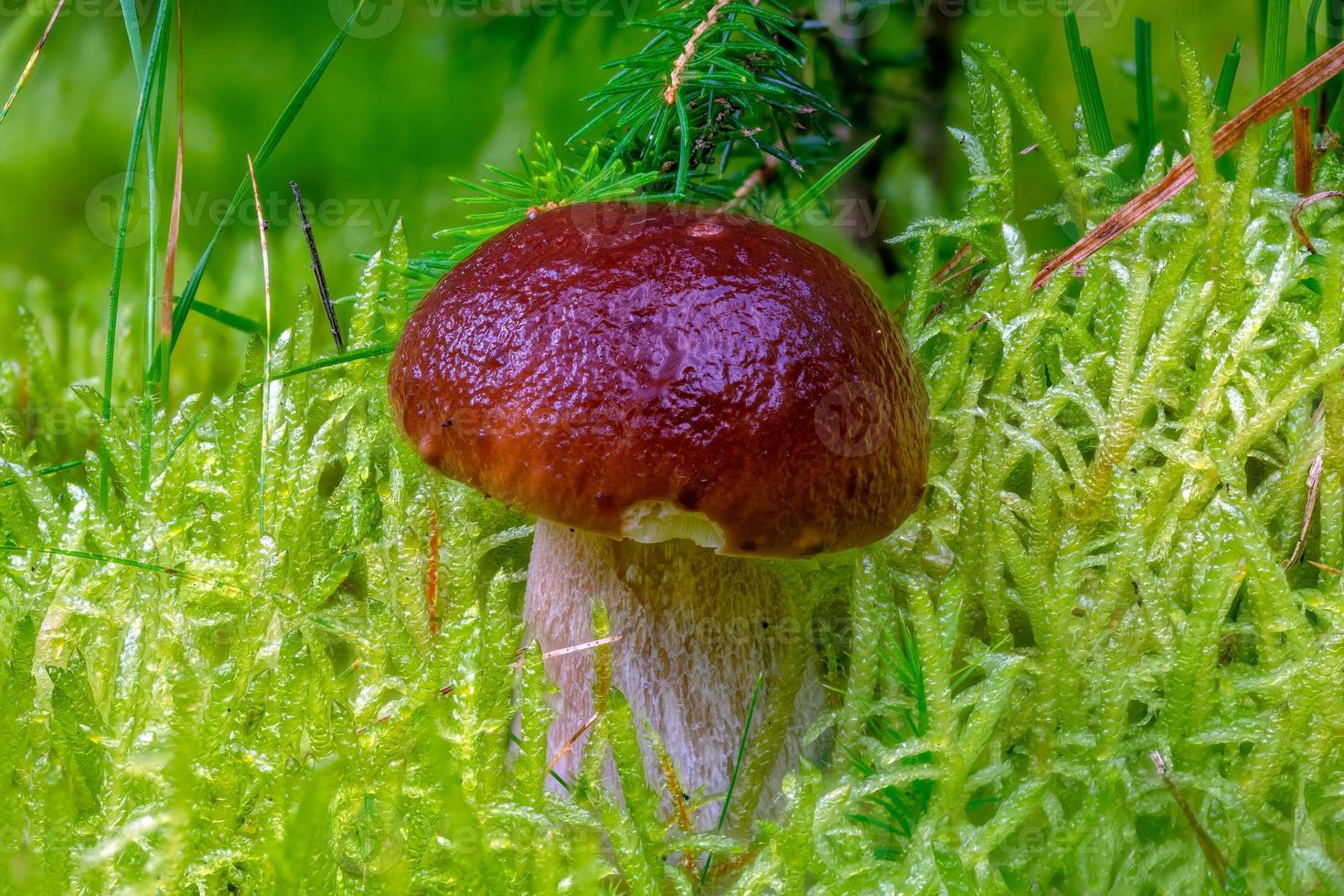 Seta de piedra de abeto joven con tapa marrón oscuro en musgo claro foto