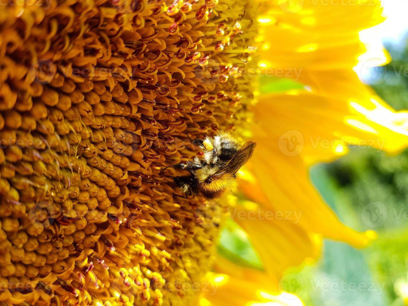 Sunflower plants on a field photo