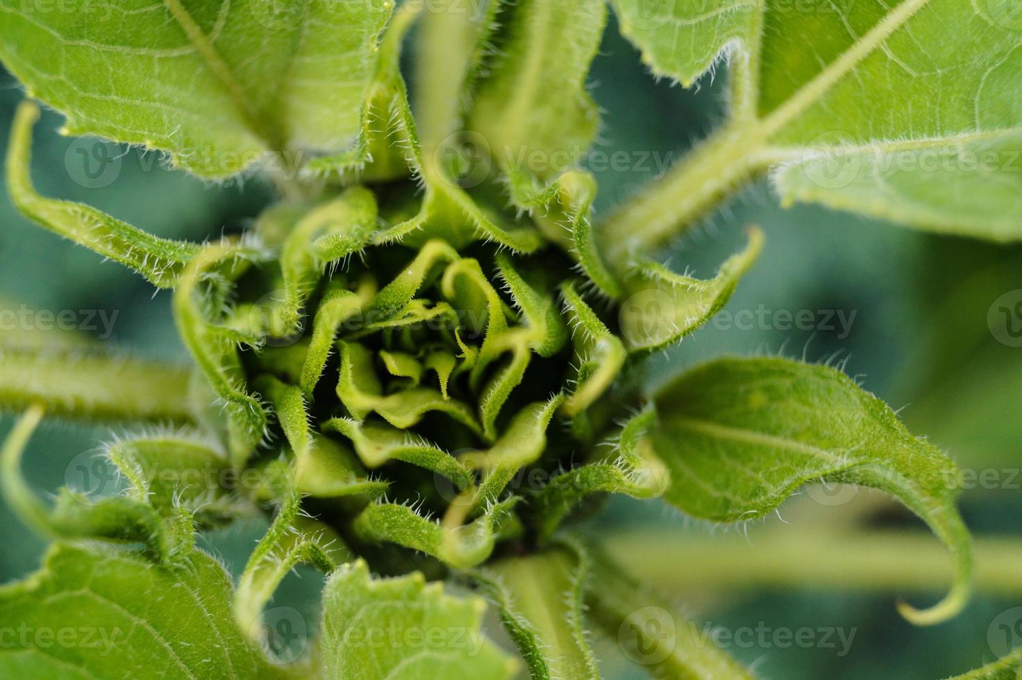 plantas de girasol en un campo foto