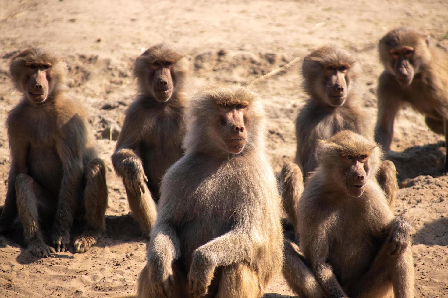 Apes sitting in the desert photo