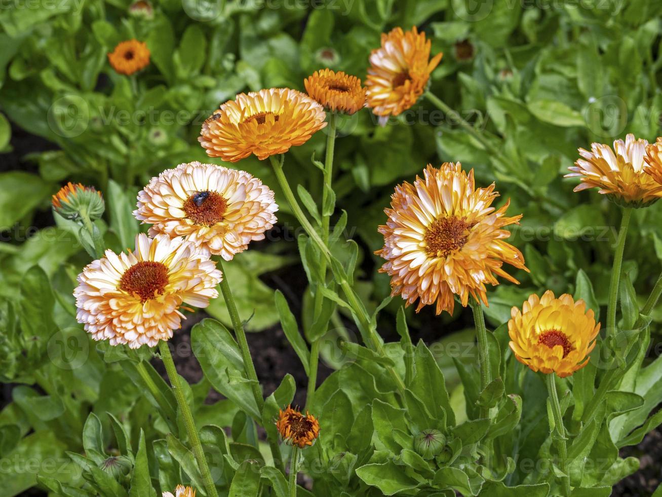 Pretty marigold flowers, Calendula officinalis Pink Surprise photo