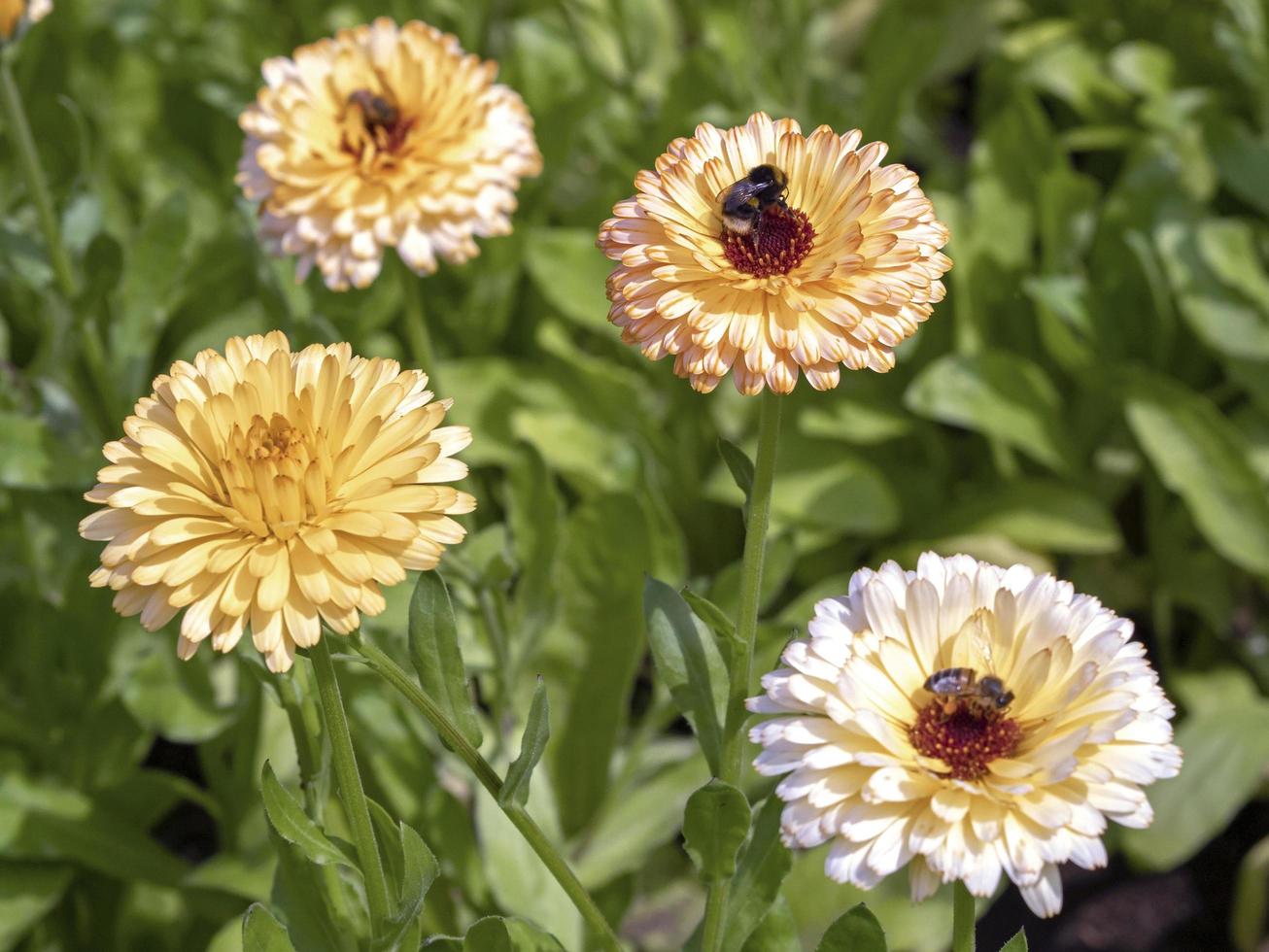 flores de caléndula, caléndula officinalis belleza pacífica de albaricoque foto
