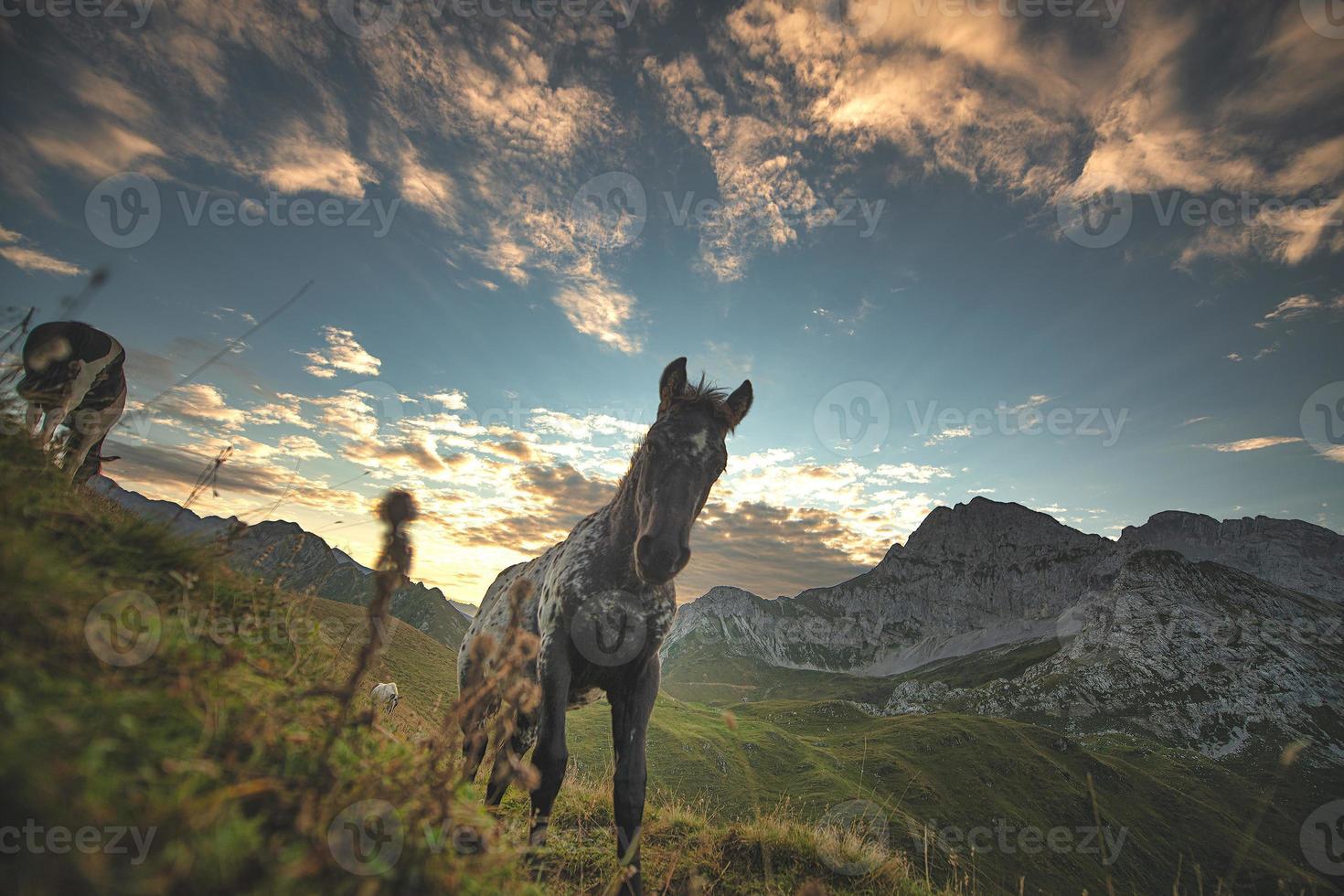 Caballo en los Alpes italianos a las primeras luces del día foto