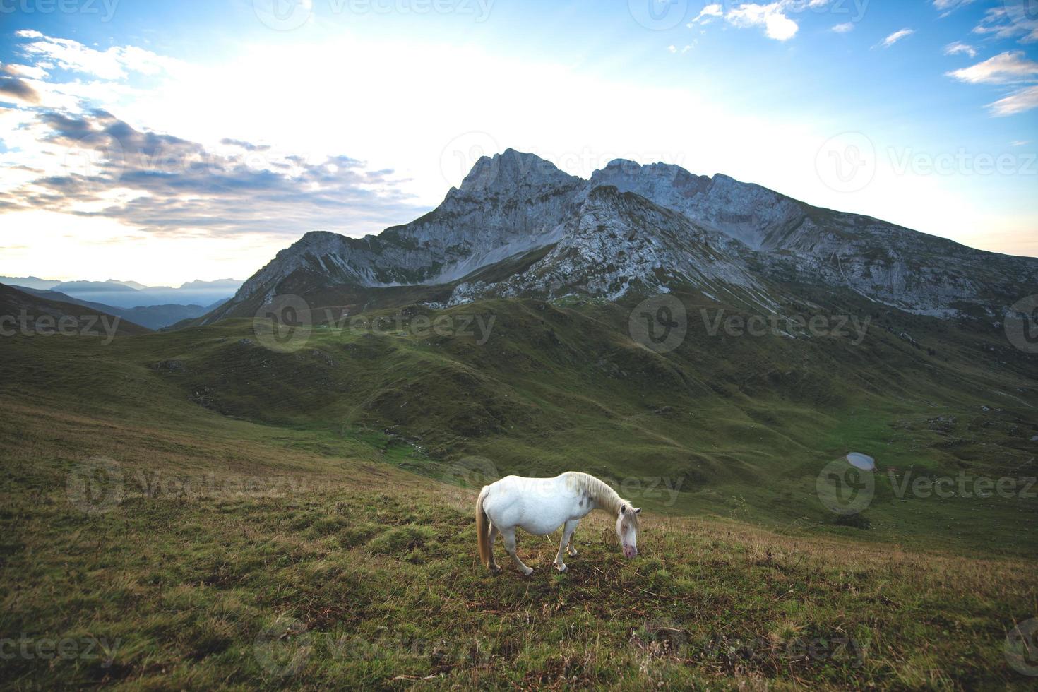 un caballo pasta en lo alto de las montañas foto