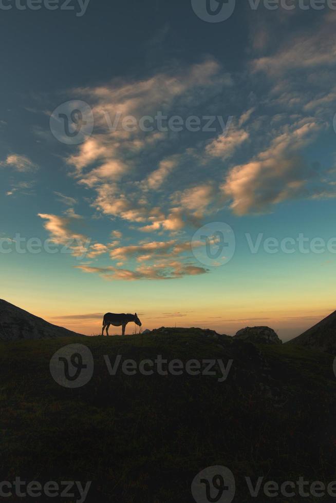 Silhouette of a horse in the high mountains photo