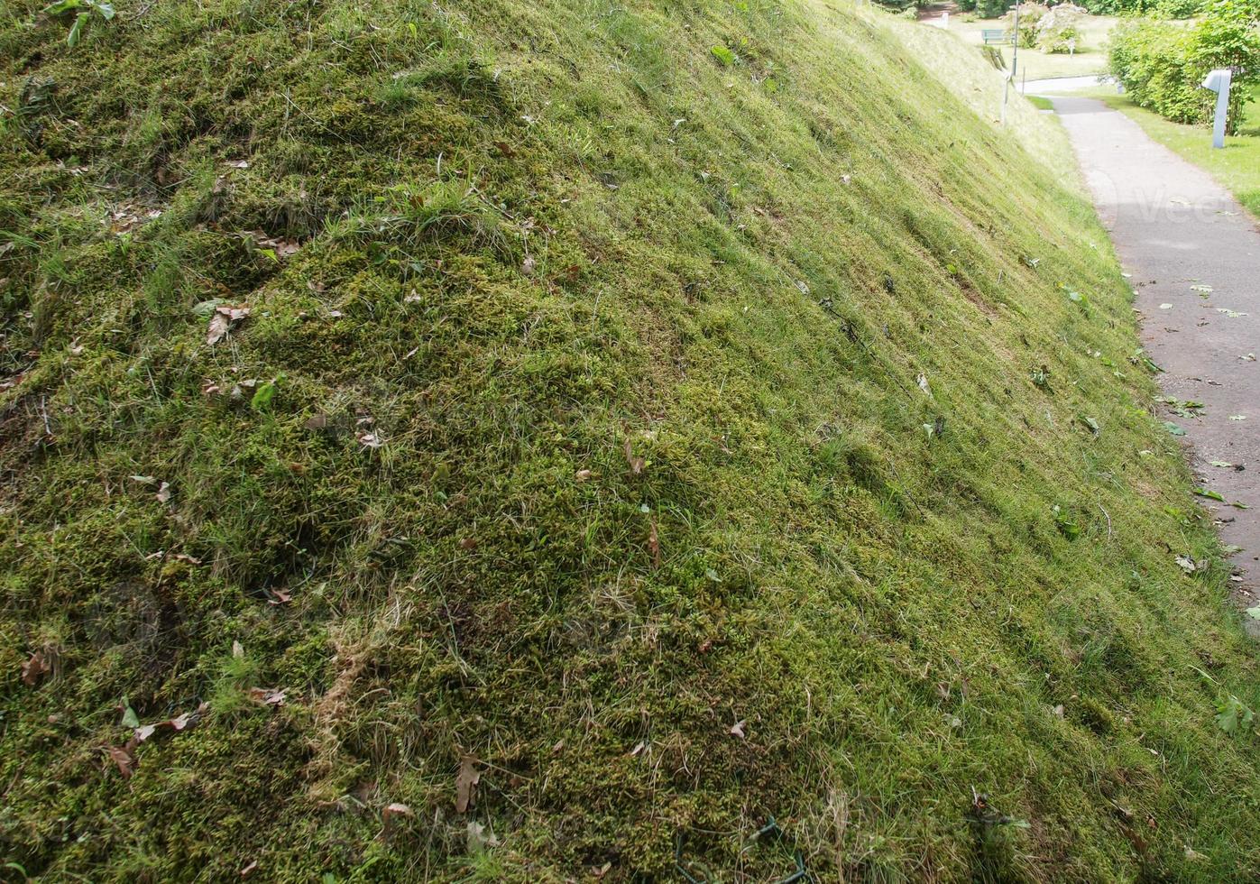 Green meadow background photo