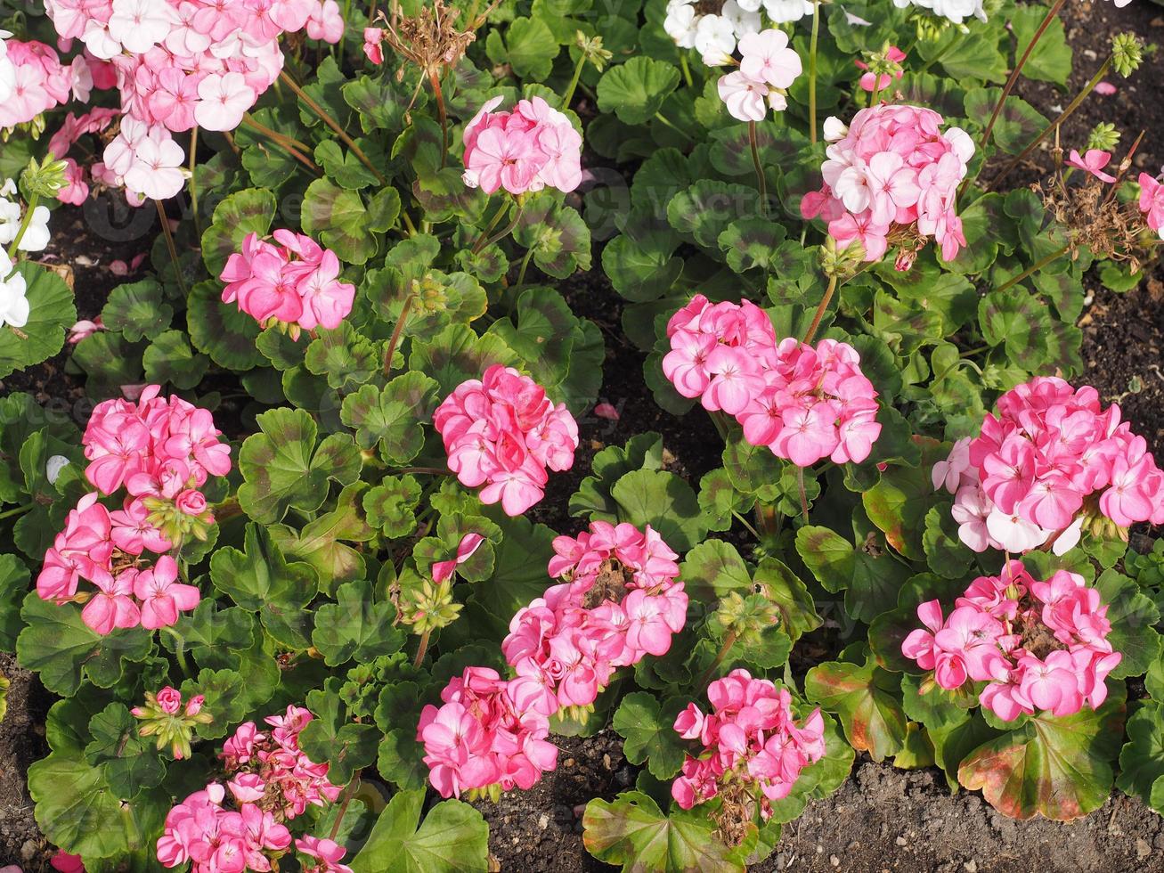 Pink geranium flower photo