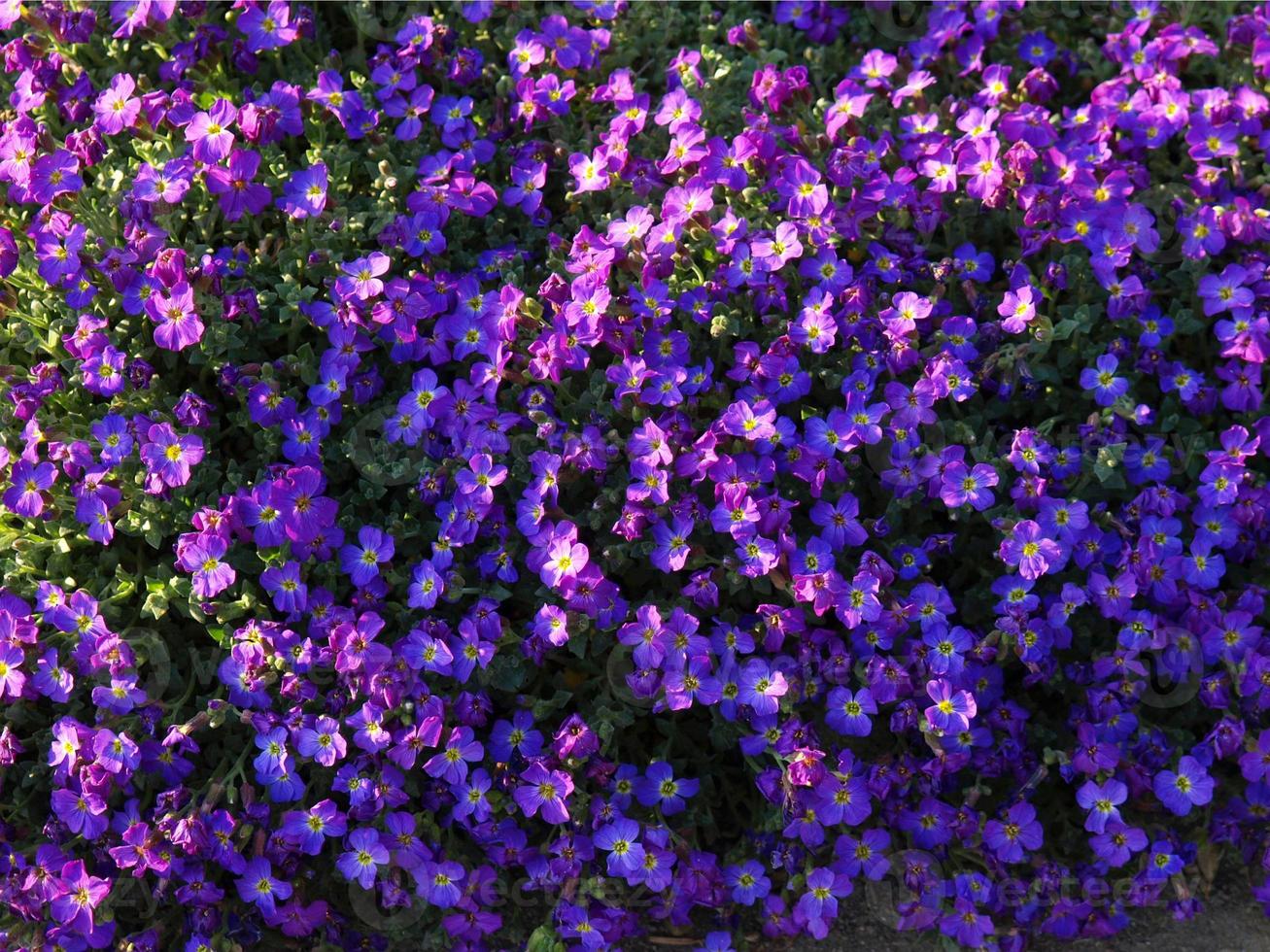 flores moradas aubrieta foto