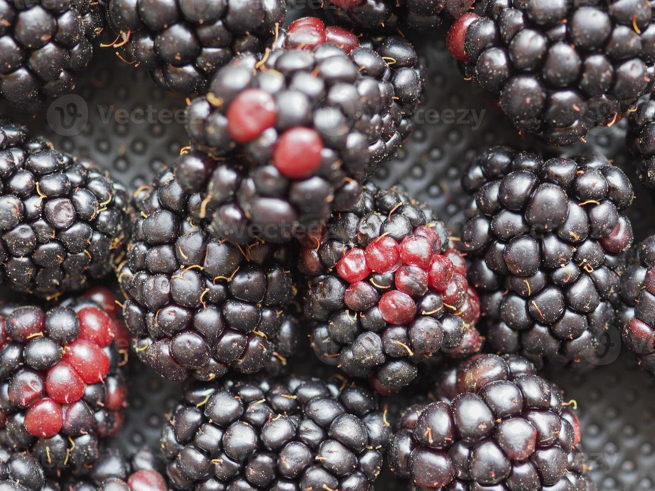 Blackberry, Rubus fruticosus fruit photo