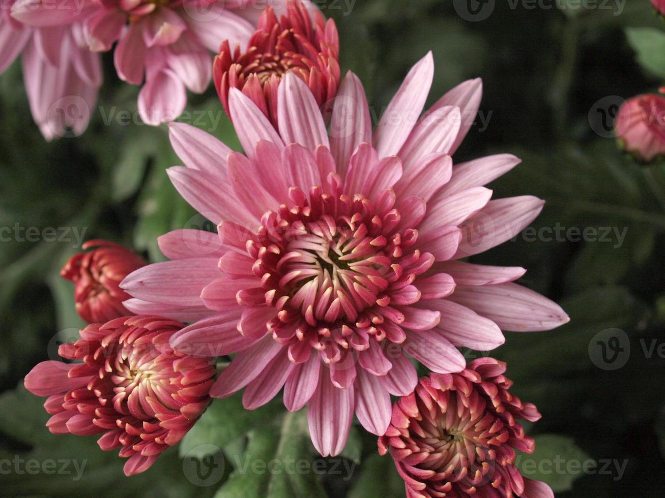 planta de crisantemo, flor rosa anthemideae foto