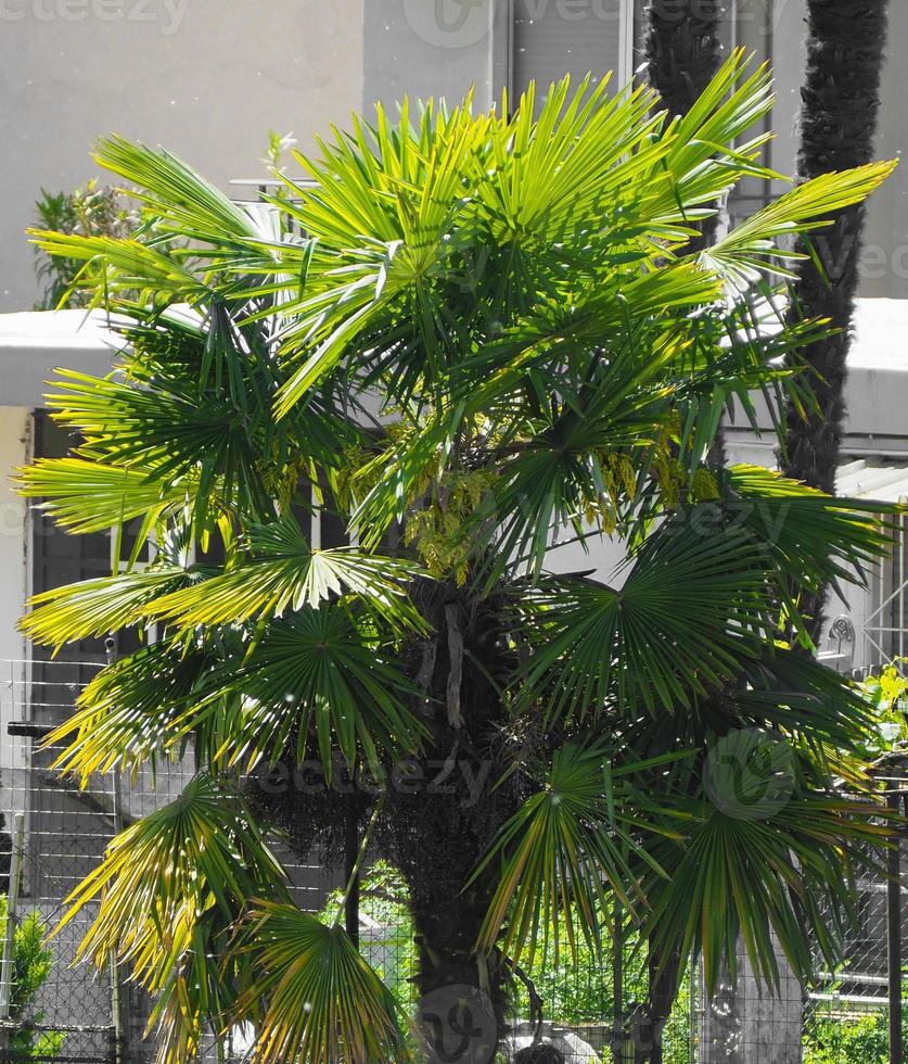 Palm tree areaceae photo