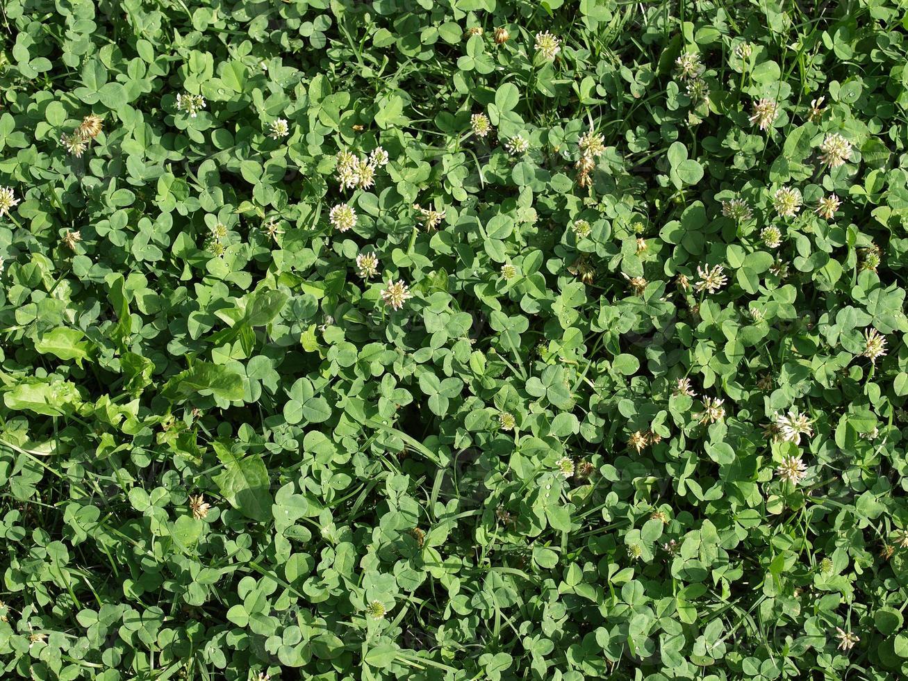 Green meadow background photo