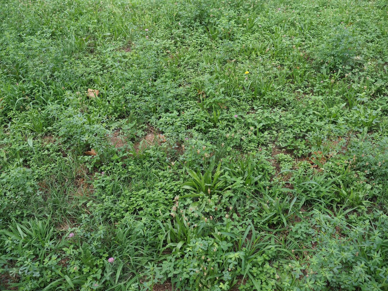 Green meadow background photo