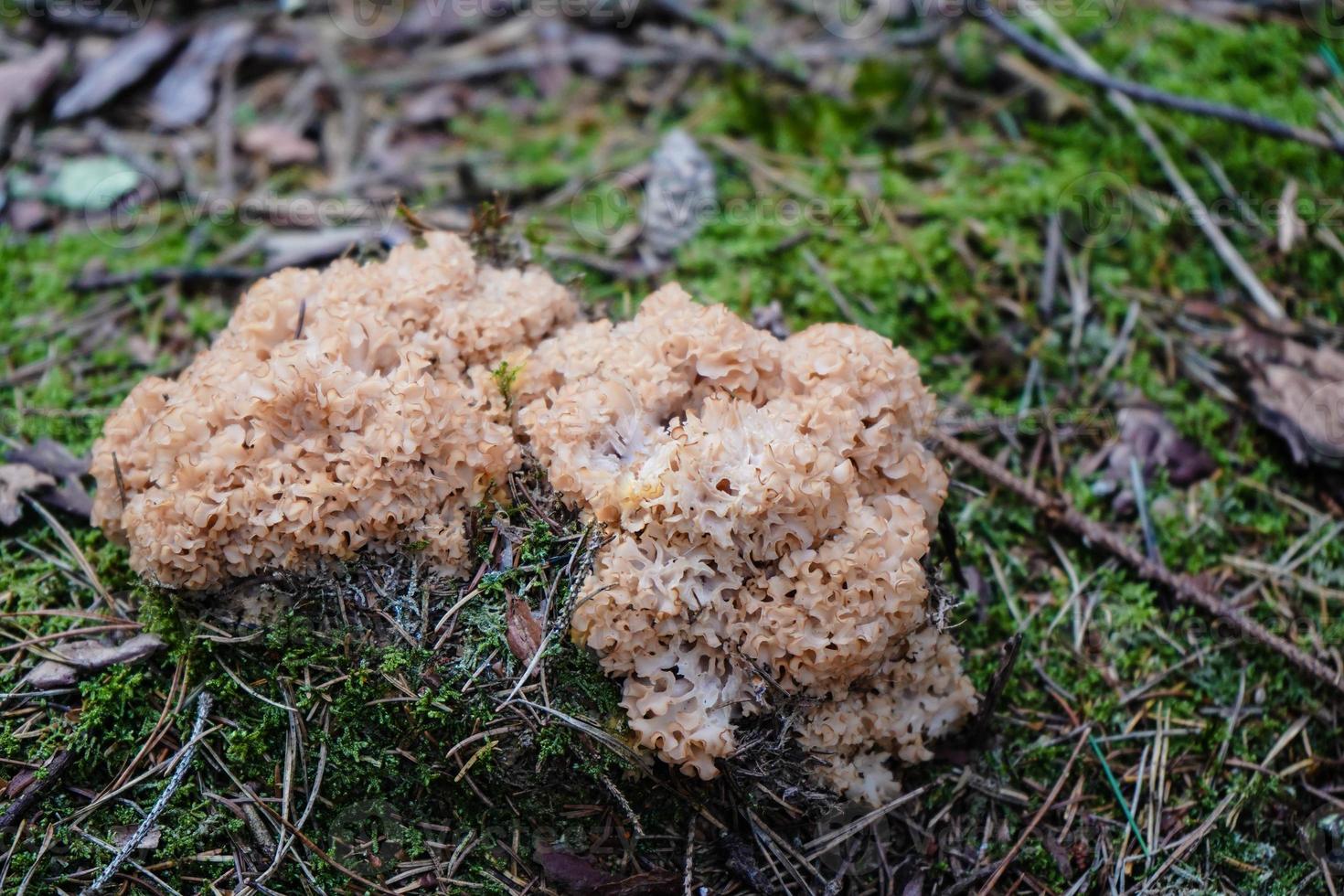 Mushrooms on the ground of a forest photo