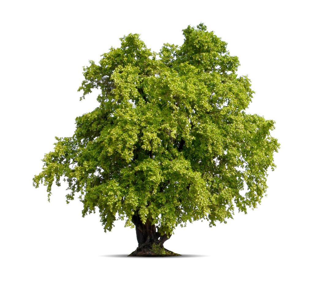 Tree on isolated white background photo