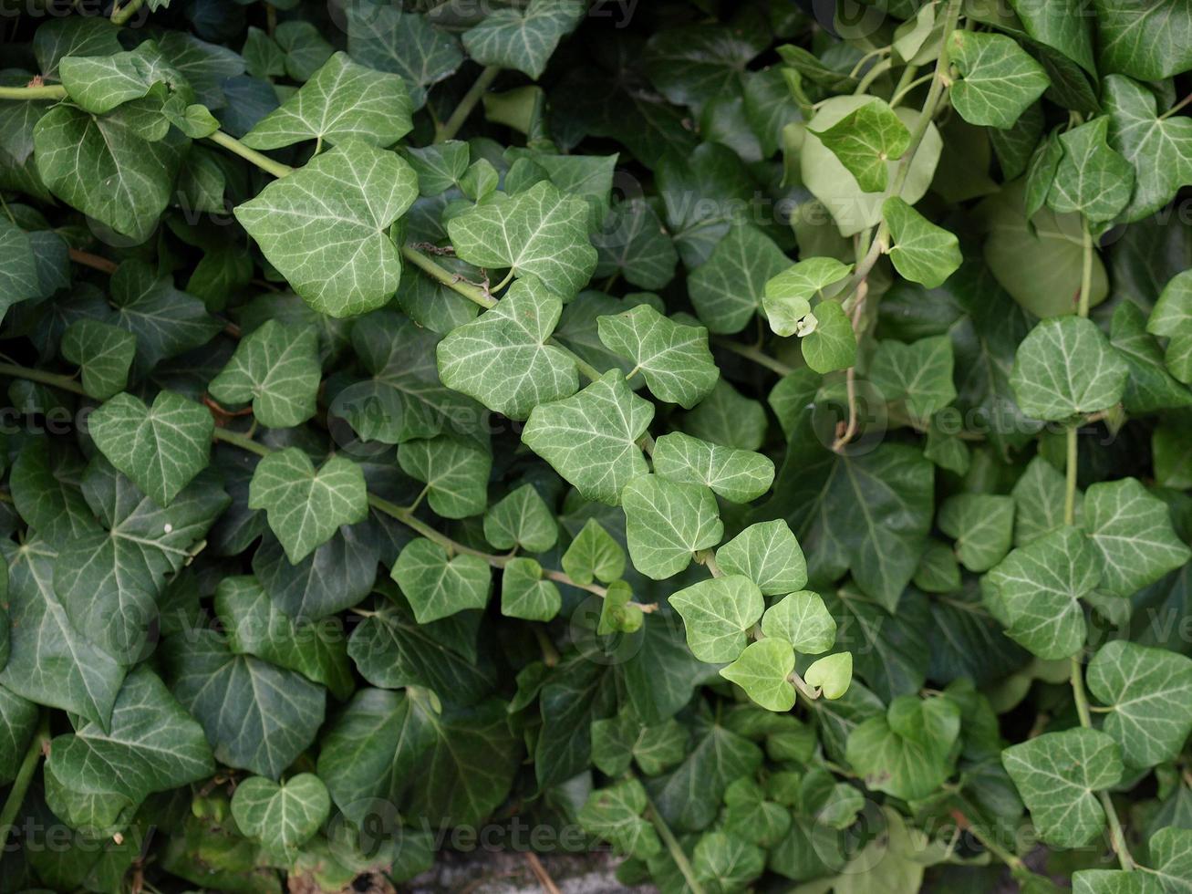 Ivy leaves background photo