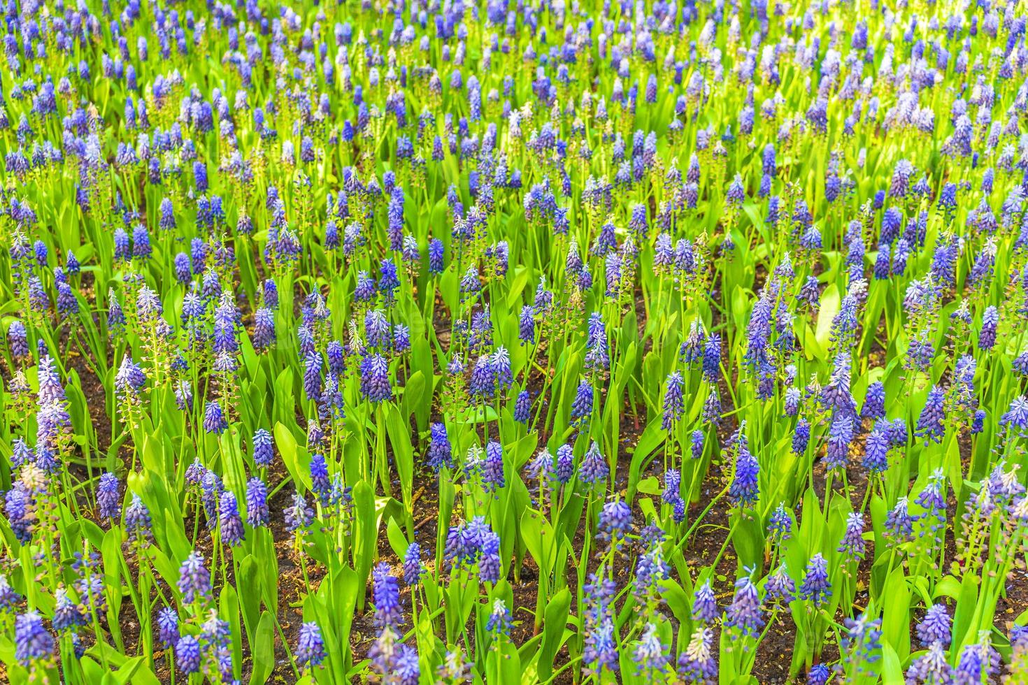 Blue bellflowers Grape hyacinthyellow tulips Keukenhof Netherlands. photo