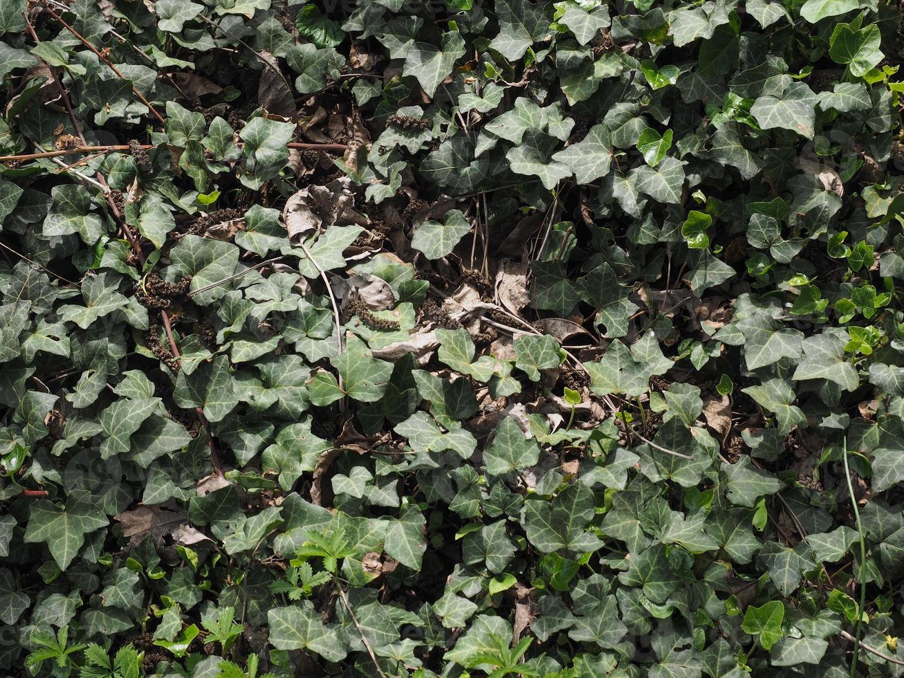 Ivy plant background photo