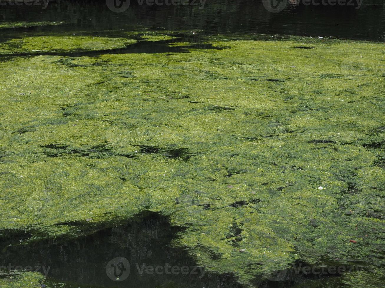 algas verdes en un estanque foto